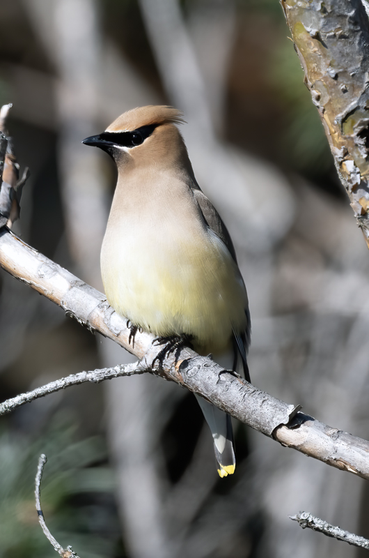 Cedar_Waxwing_23_WA_C_001