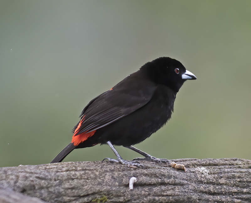 Cherries_Tanager_18_Costa_Rica_001