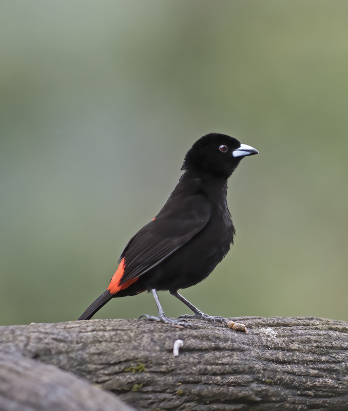 Cherries_Tanager_18_Costa_Rica_002