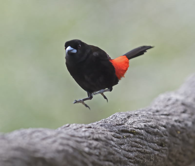 Cherries_Tanager_18_Costa_Rica_003