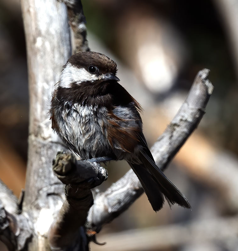 Chestnut-backed_Chickadee_23_WA_C_005