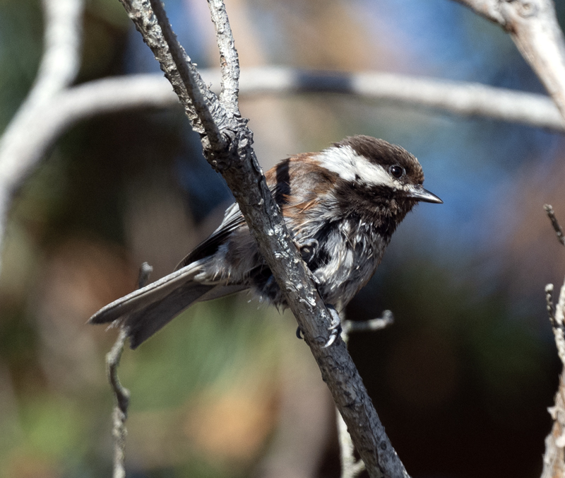 Chestnut-backed_Chickadee_23_WA_C_007