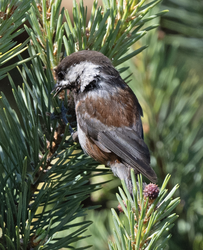 Chestnut-backed_Chickadee_23_WA_C_011