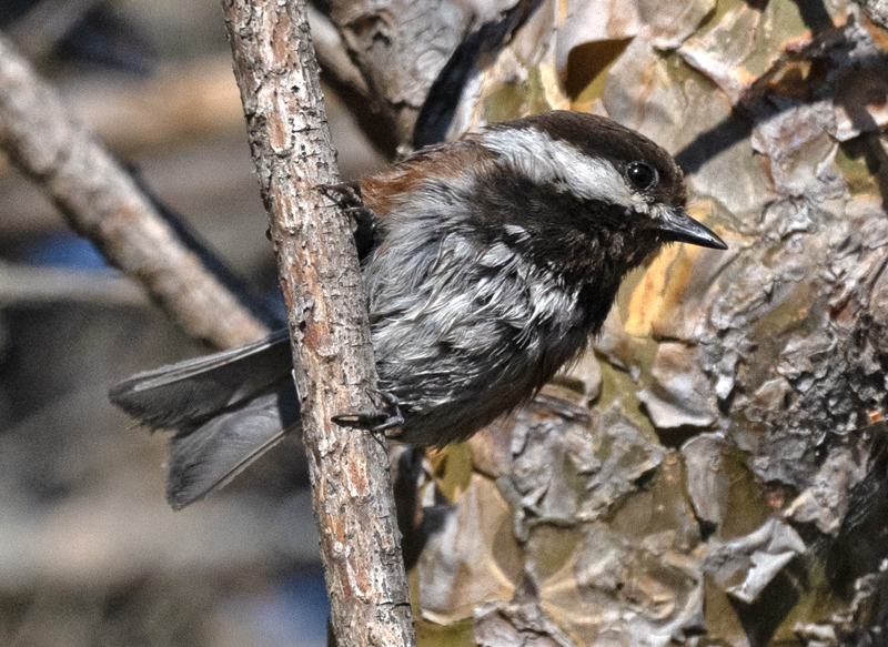 Chestnut-backed_Chickadee_23_WA_L_503