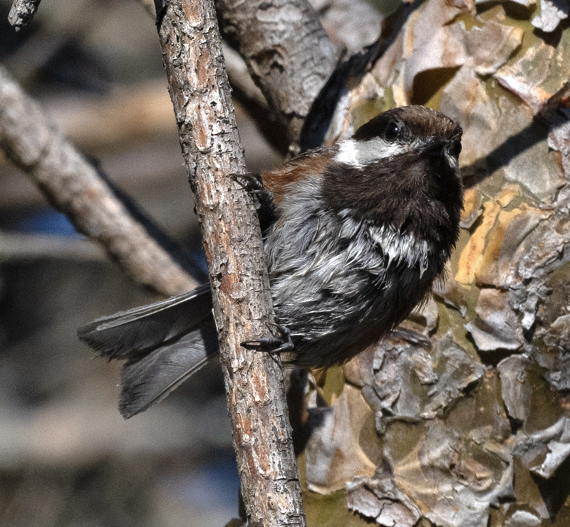 Chestnut-backed_Chickadee_23_WA_L_504