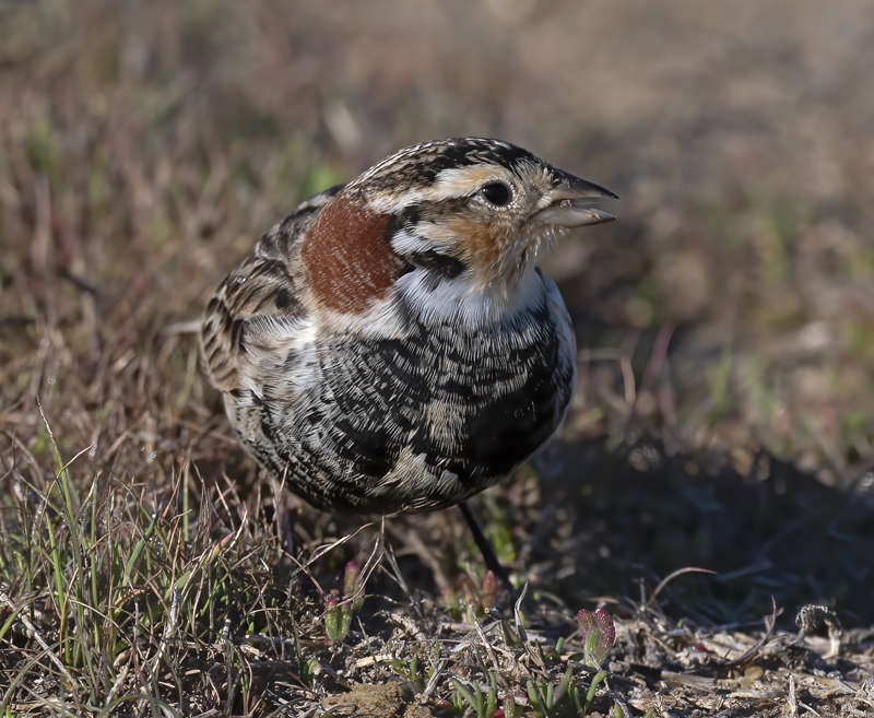 Chestnut-collared_Longspur_21_CA_022