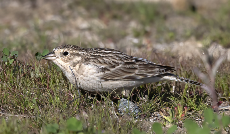 Chestnut-collared_Longspur_21_CA_055