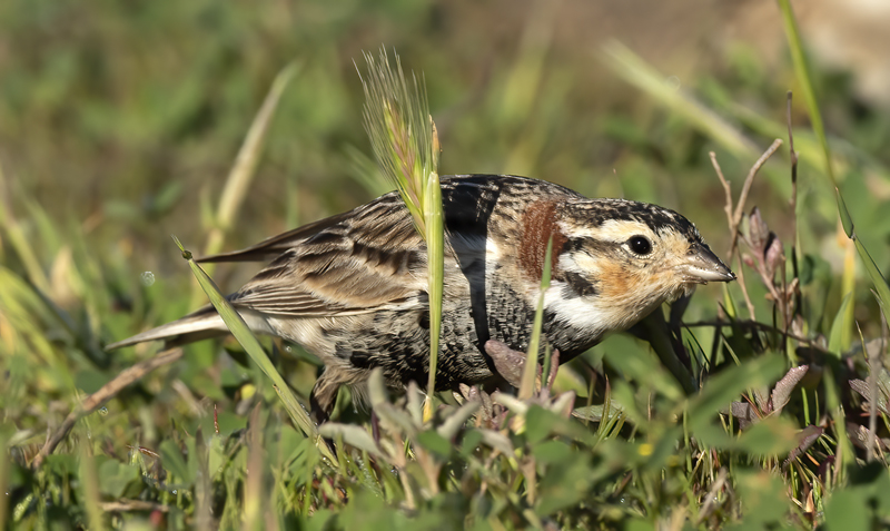 Chestnut-collared_Longspur_21_CA_070