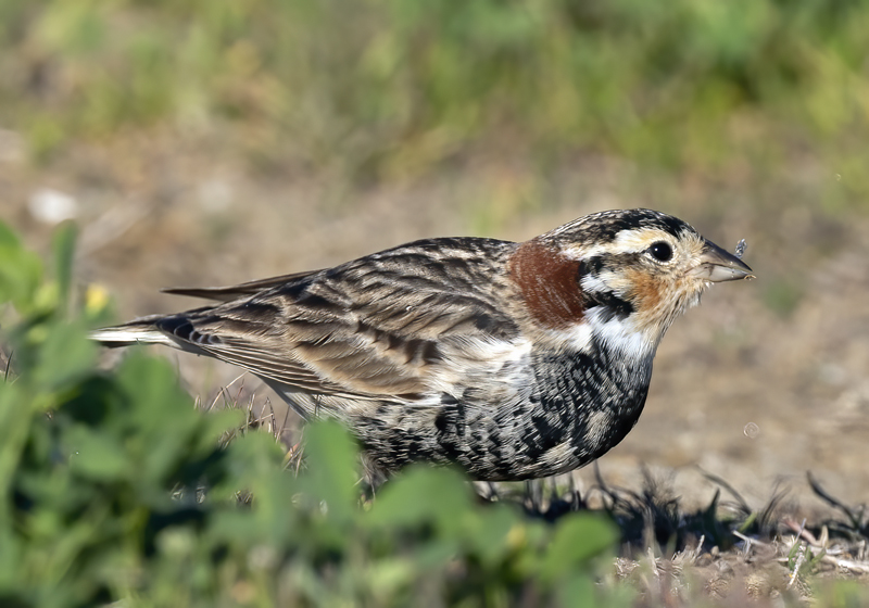 Chestnut-collared_Longspur_21_CA_073