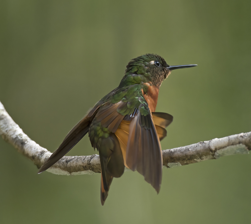 Chestnut_breasted_Coronet_17_Peru_040