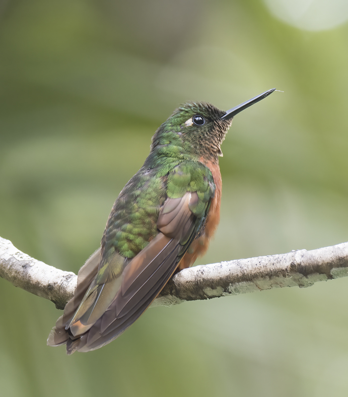 Chestnut_breasted_Coronet_17_Peru_052