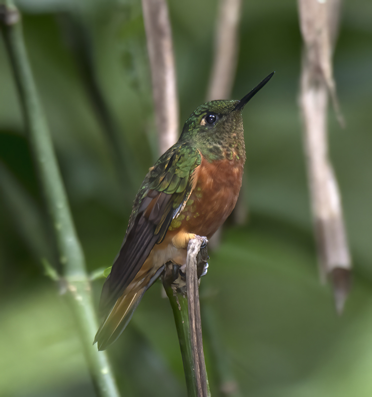 Chestnut_breasted_Coronet_17_Peru_062