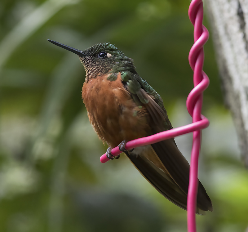 Chestnut_breasted_Coronet_17_Peru_088