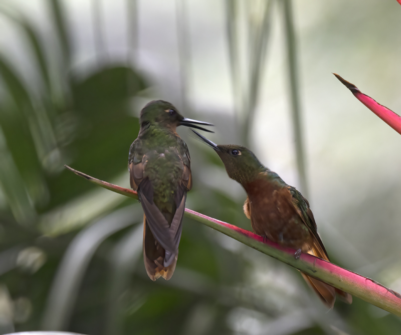Chestnut_breasted_Coronet_17_Peru_094