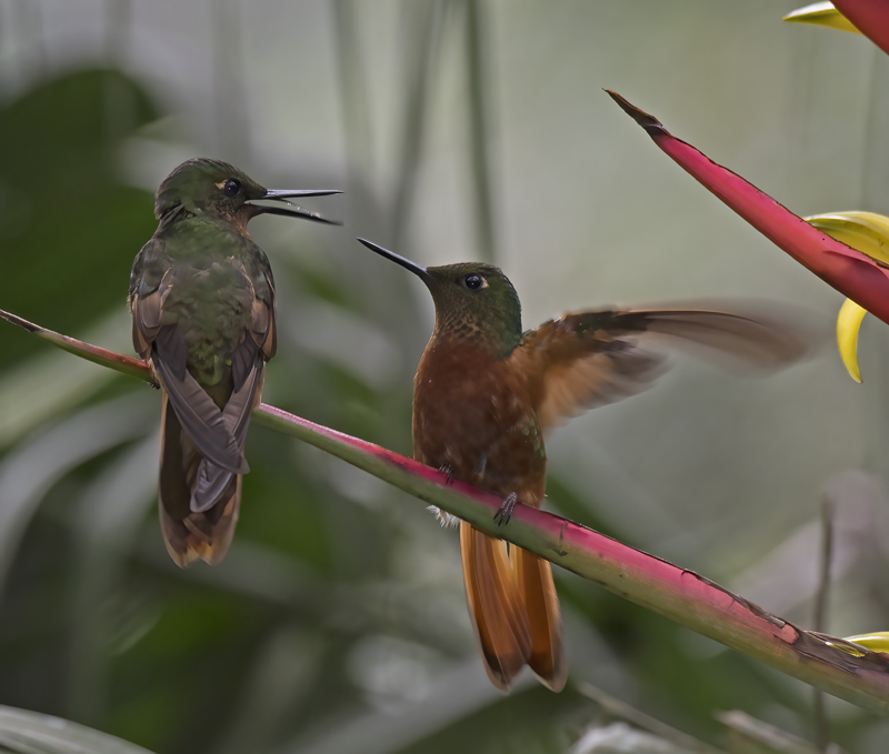 Chestnut_breasted_Coronet_17_Peru_097