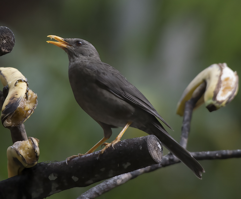 Chiguanco_Thrush_17_Peru_011