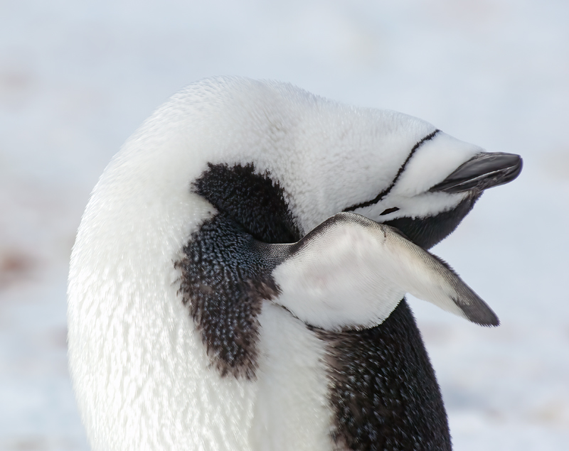 Chinstrap_Penguin_07_Antarctica_016