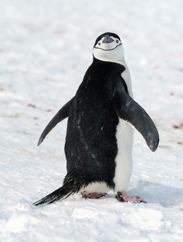 Chinstrap_Penguin_07_Antarctica_022