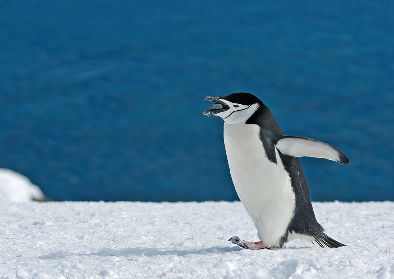 Chinstrap_Penguin_07_Antarctica_049