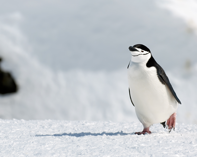 Chinstrap_Penguin_07_Antarctica_081
