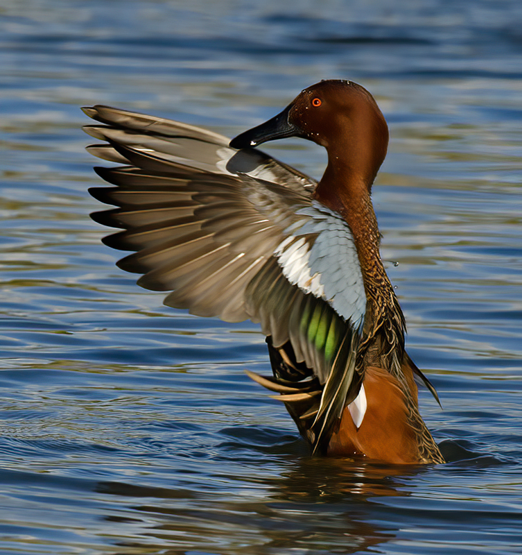 Cinnamon_Teal_10_CA_022