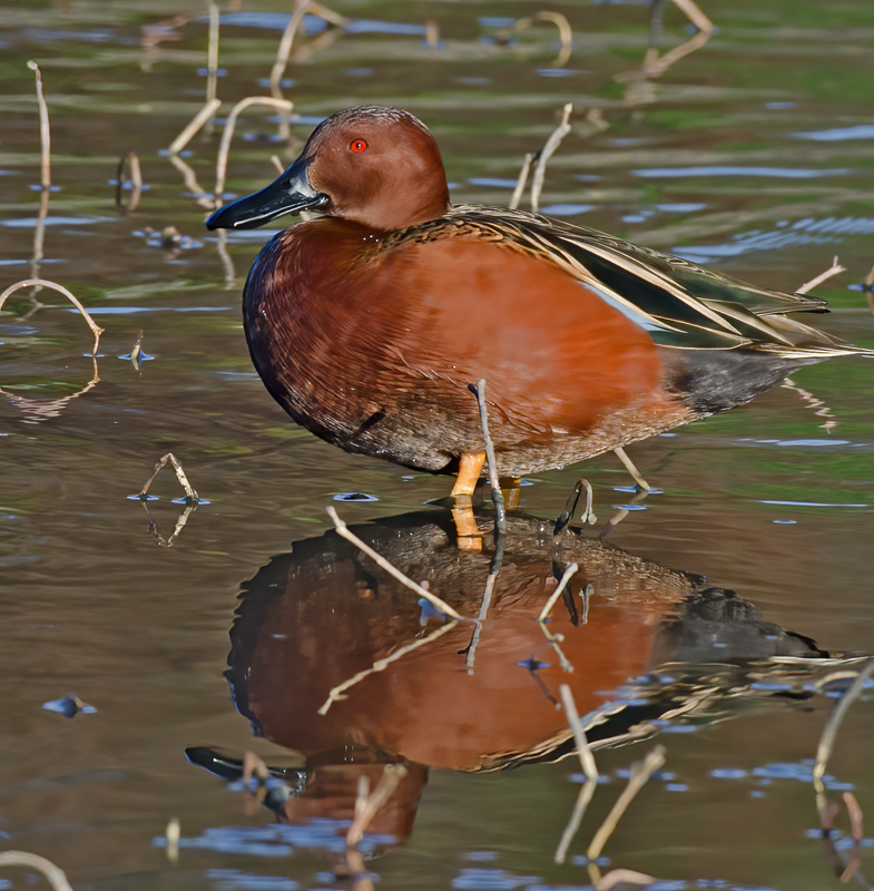 Cinnamon_Teal_10_FL_032