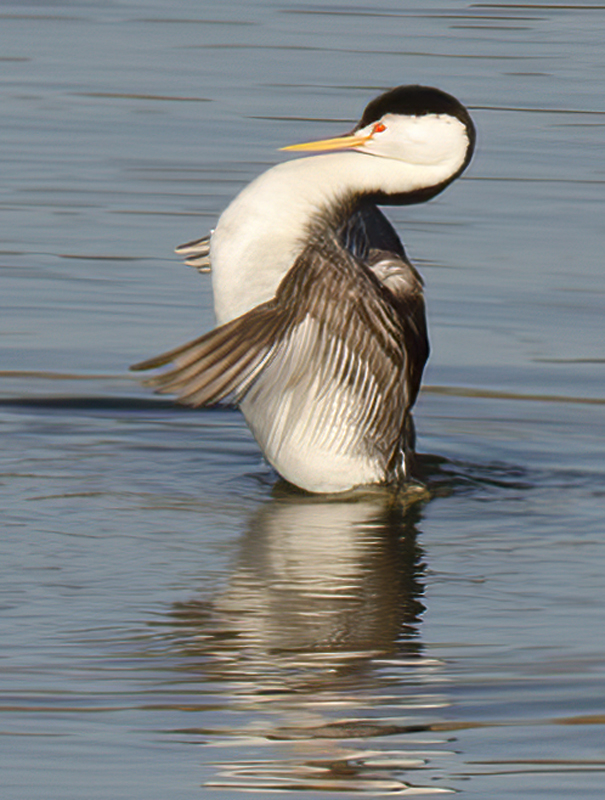 Clarks_Grebe_12_CA_001