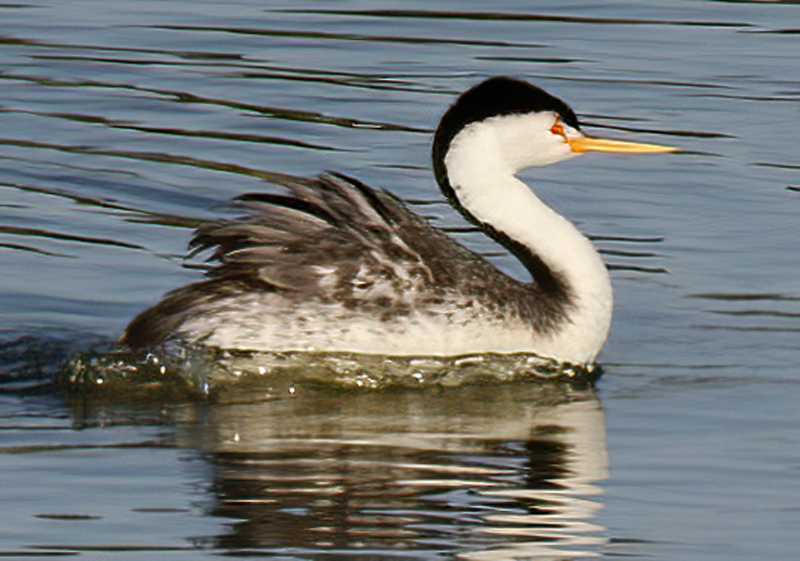 Clarks_Grebe_12_CA_011