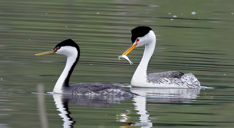 Clarks_Grebe_13_CA_007