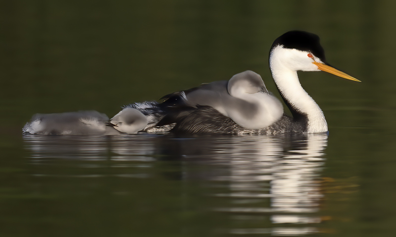 Clarks_Grebe_21_CA_304