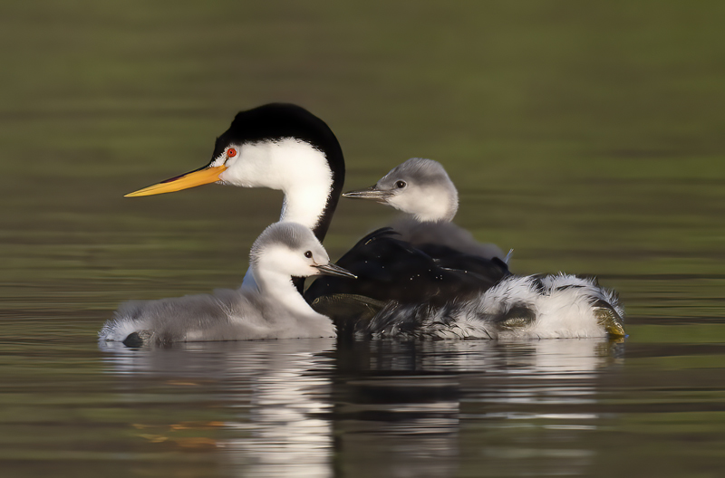 Clarks_Grebe_21_CA_329