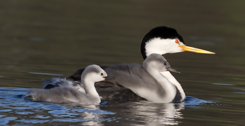 Clarks_Grebe_21_CA_339