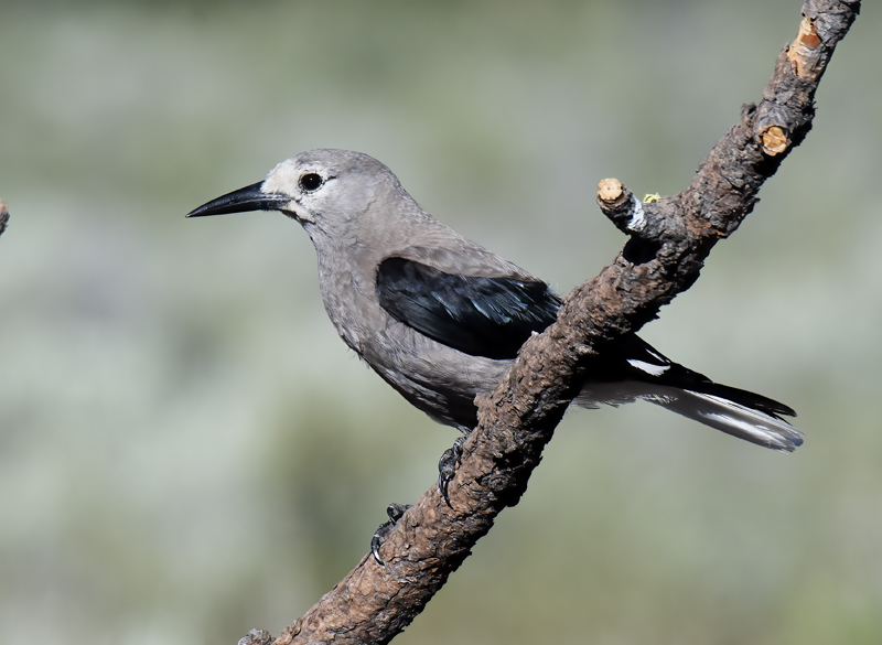 Clarks_Nutcracker_17_OR_002
