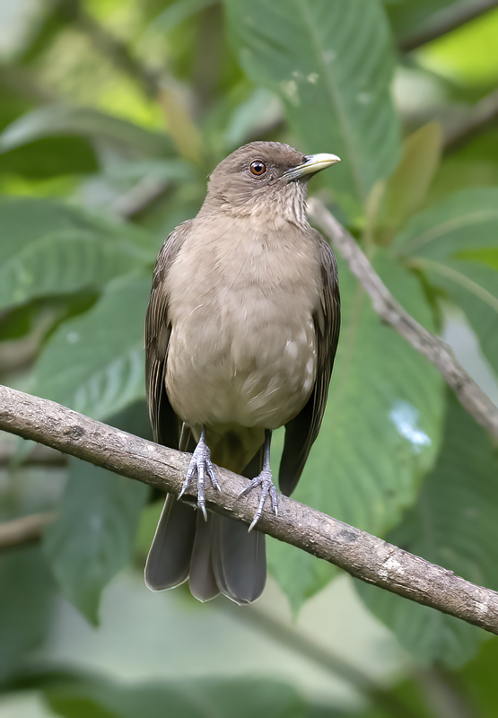 Clay-colored_Thrush_18_Costa_Rica_003
