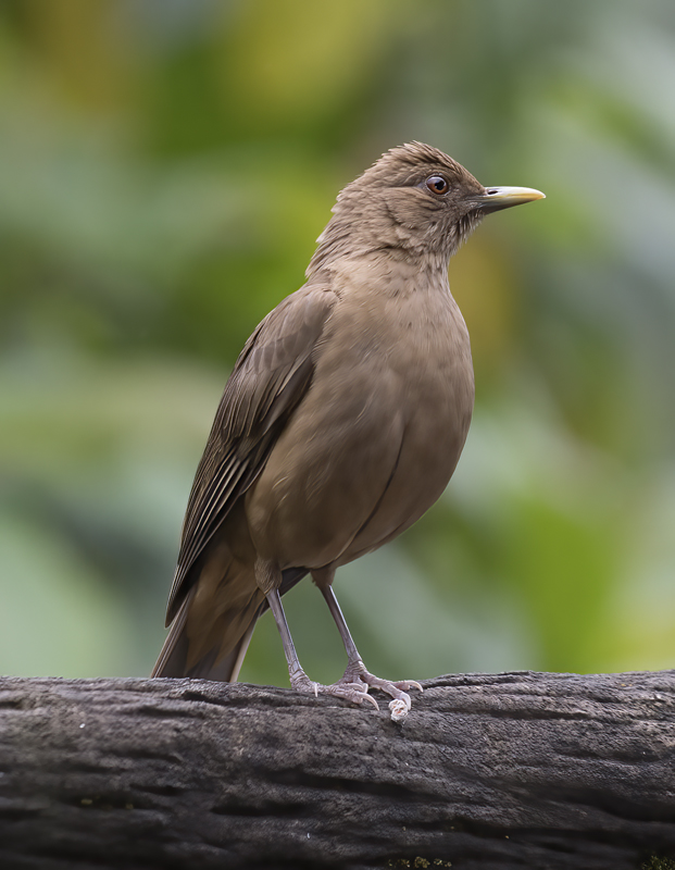 Clay-colored_Thrush_18_Costa_Rica_006