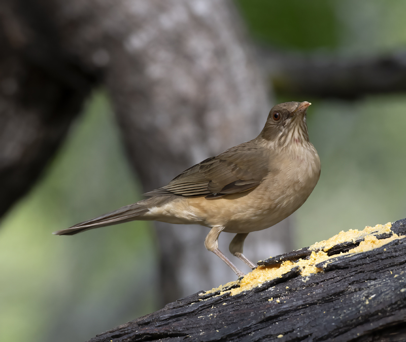 Clay-colored_Thrush_19_TX_005
