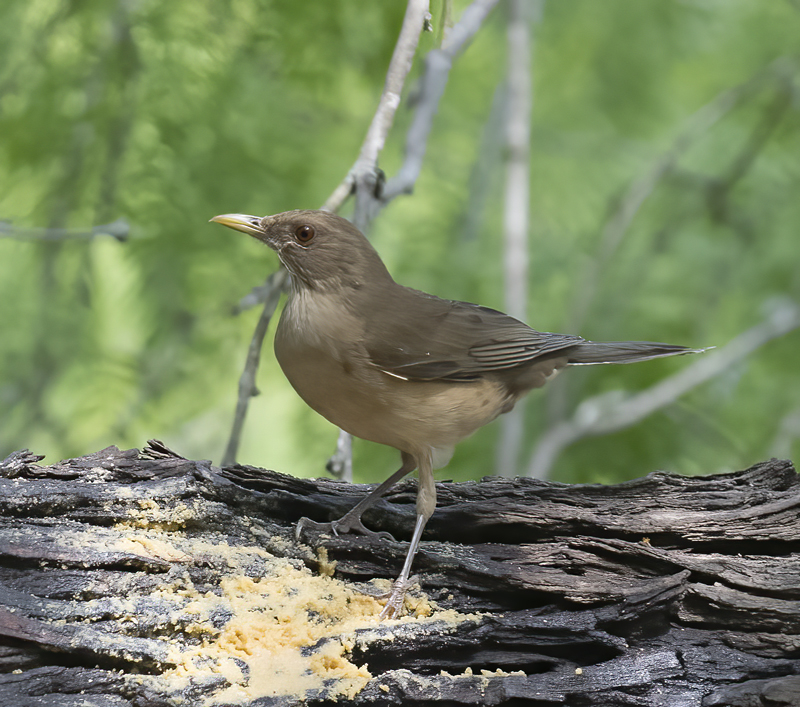 Clay-colored_Thrush_TX_18_003