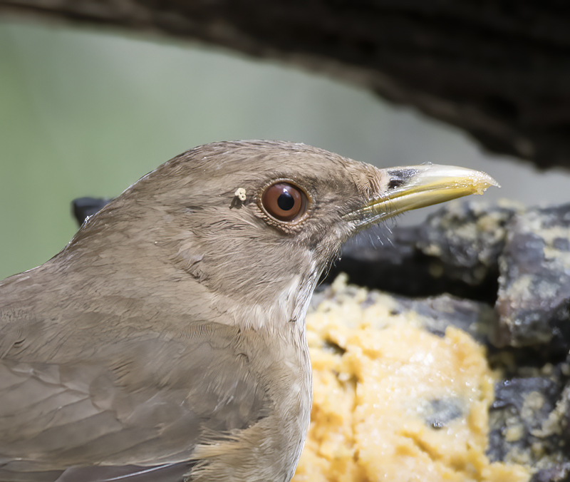 Clay-colored_Thrush_TX_18_007