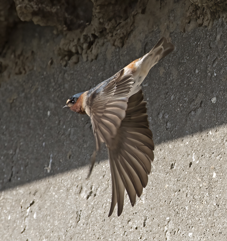 Cliff_Swallow_18_CA_001