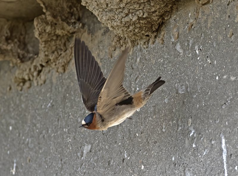 Cliff_Swallow_18_CA_010