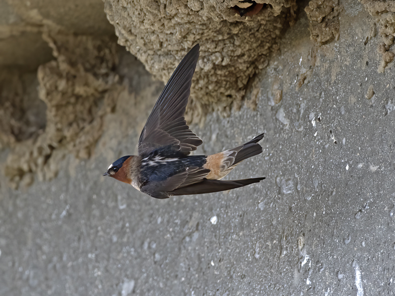 Cliff_Swallow_18_CA_014