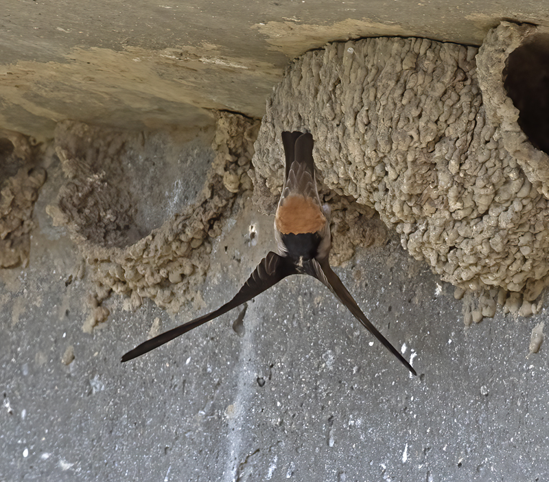 Cliff_Swallow_18_CA_015
