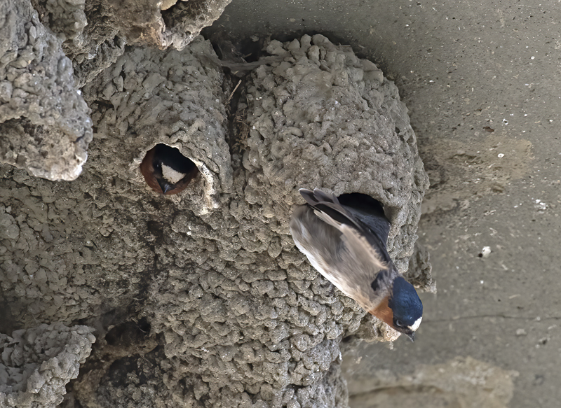 Cliff_Swallow_18_CA_026