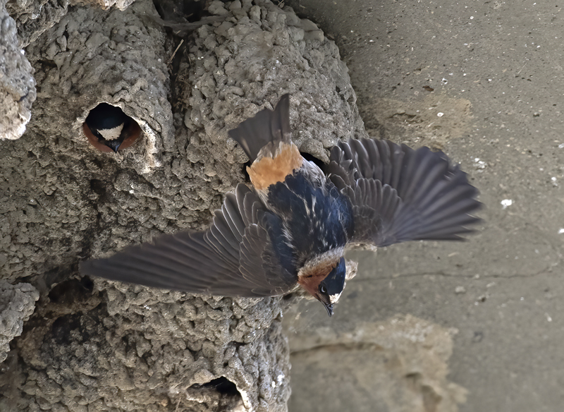 Cliff_Swallow_18_CA_032