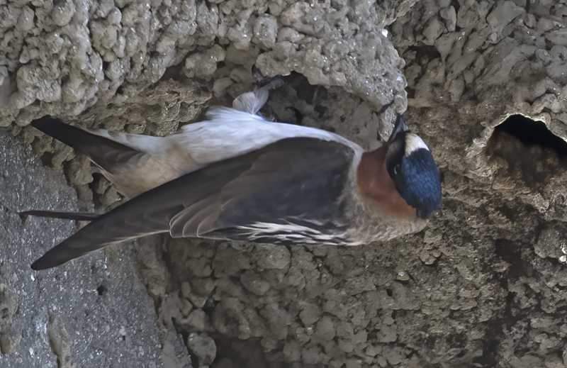 Cliff_Swallow_18_CA_040