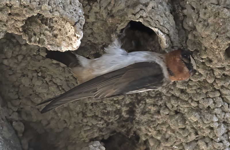 Cliff_Swallow_18_CA_043