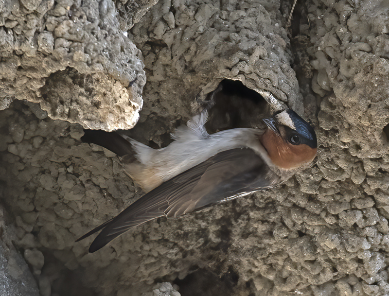 Cliff_Swallow_18_CA_045