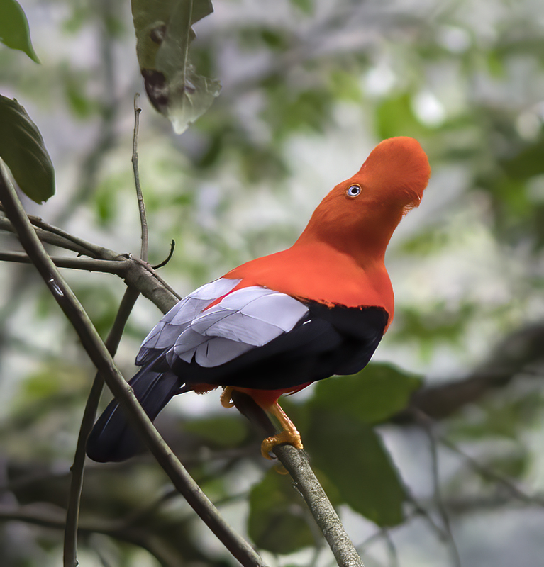 Cock_of_the_Rock_17_Peru_021