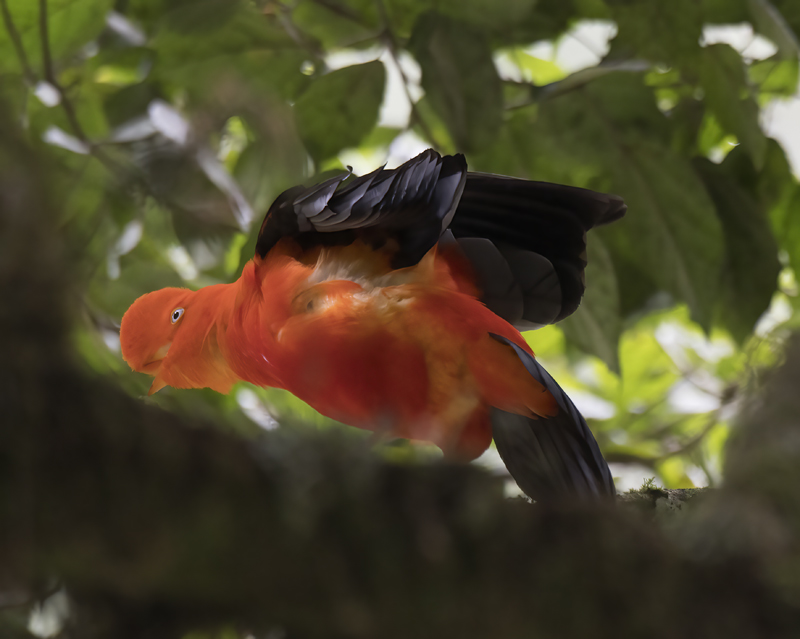 Cock_of_the_Rock_17_Peru_116