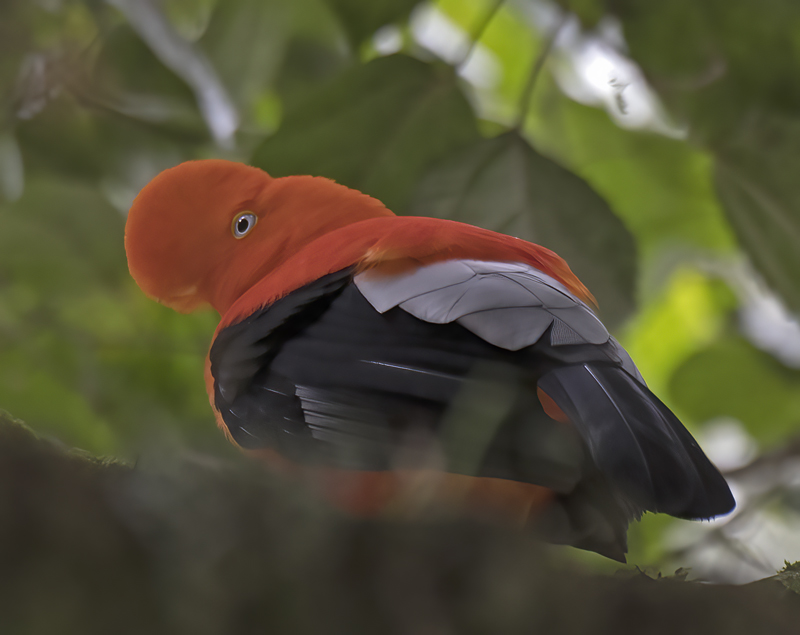 Cock_of_the_Rock_17_Peru_158